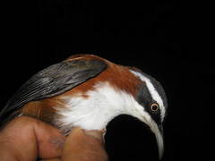 Pomatorhinus bornensis