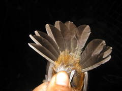 Pomatorhinus bornensis