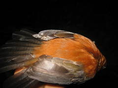 Pomatorhinus bornensis