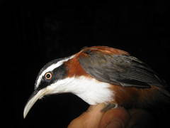 Pomatorhinus bornensis