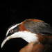 Javan Scimitar-Babbler - Photo (c) M. A. Naturalist, some rights reserved (CC BY-NC), uploaded by M. A. Naturalist