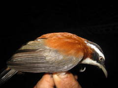 Pomatorhinus bornensis