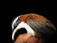 Pomatorhinus bornensis