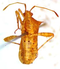 Zicca taeniola