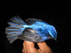 Cyornis superbus