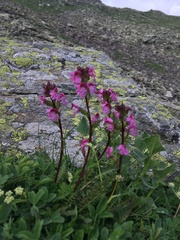 Pedicularis nordmanniana