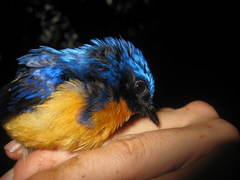 Cyornis superbus