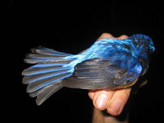 Cyornis superbus