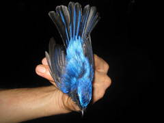 Cyornis superbus
