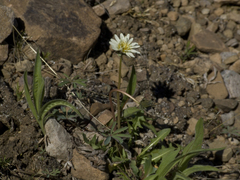 Taraxacum arcticum