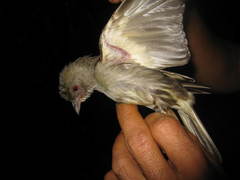 Indicator archipelagicus