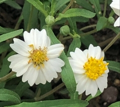 Melampodium cinereum