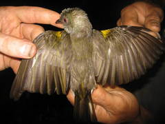 Indicator archipelagicus