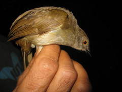 Rubigula erythropthalmos