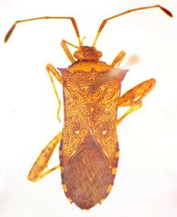Zicca taeniola