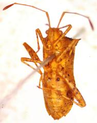Zicca taeniola