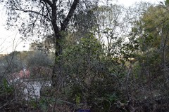 Olea europaea europaea