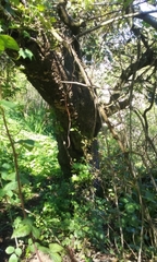 Quercus agrifolia agrifolia