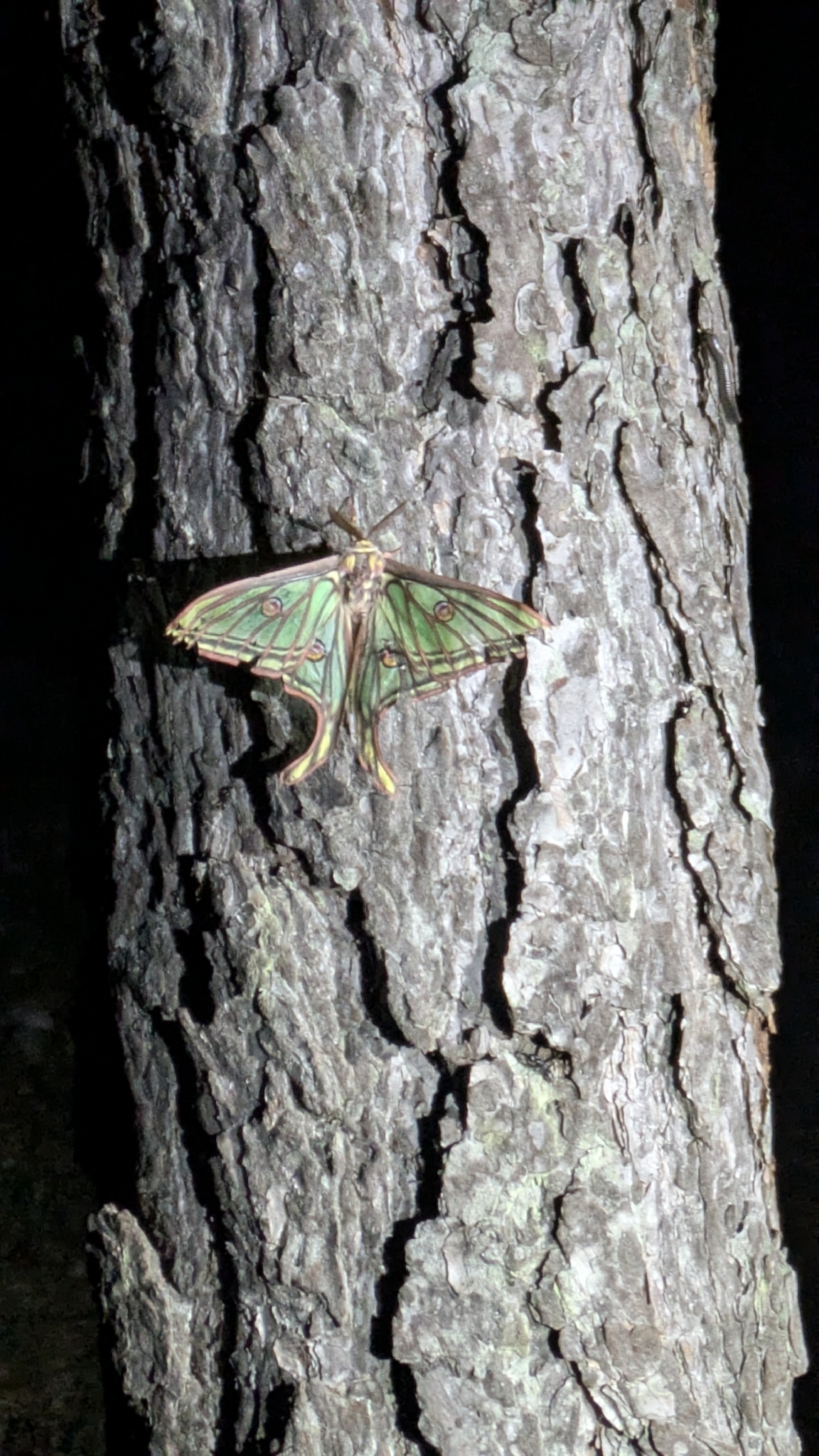 Graellsia isabellae