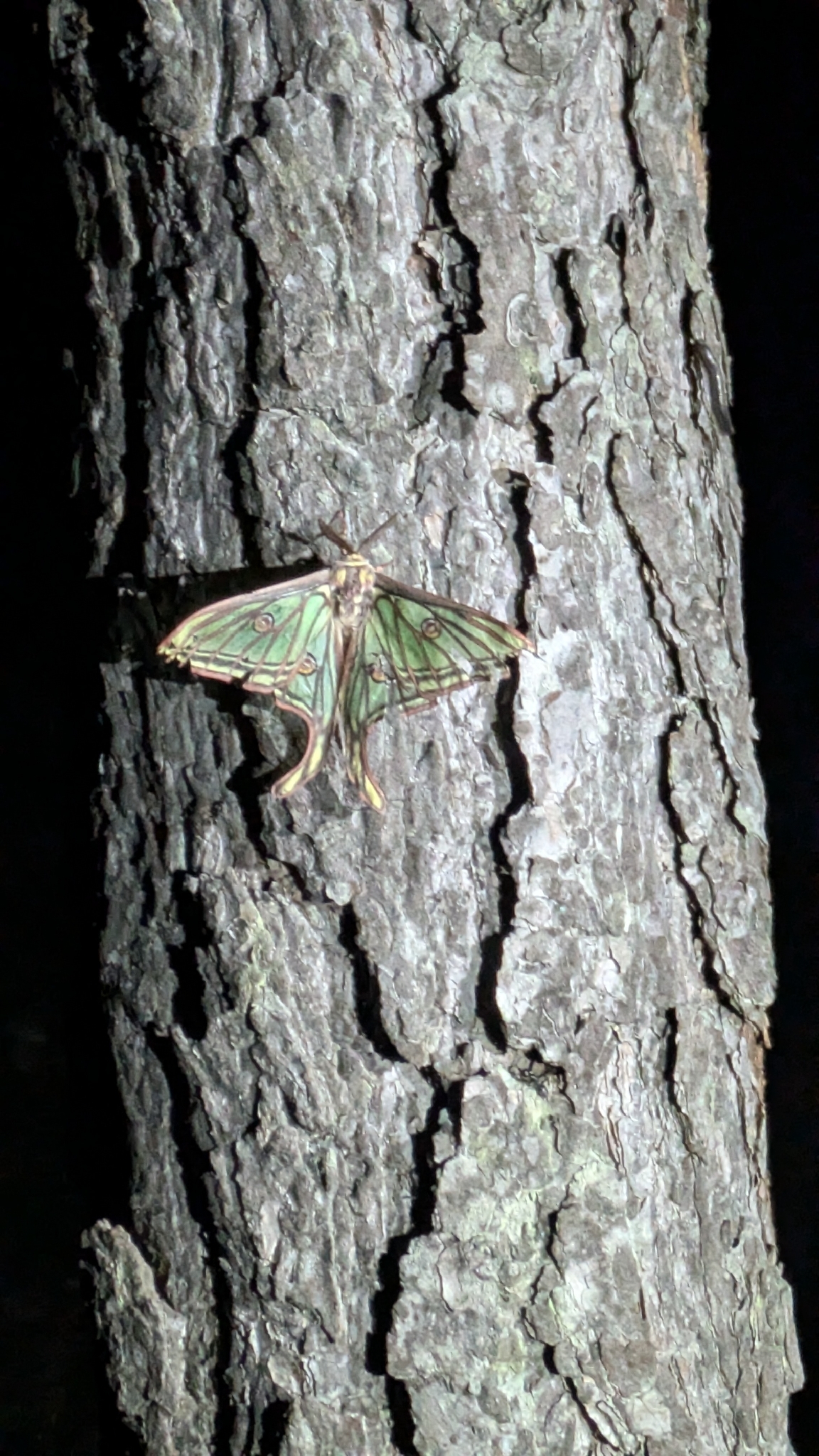 Graellsia isabellae