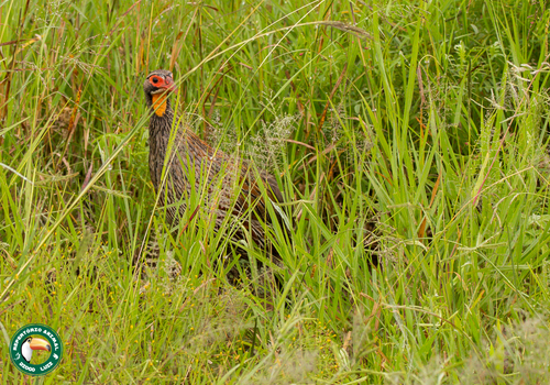 Grey-breasted Spurfowl (Pternistis rufopictus), photo 10