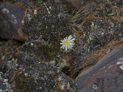 Taraxacum arcticum