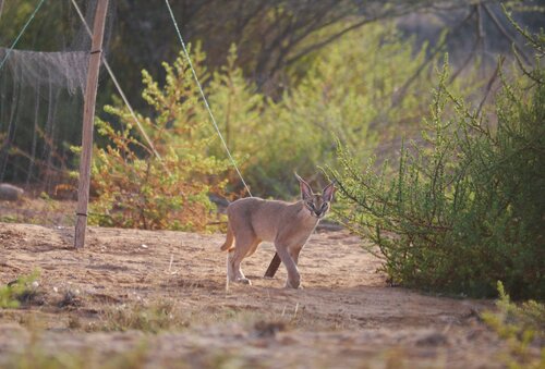 North and West African Caracal