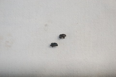 Rhyssomatus marginatus