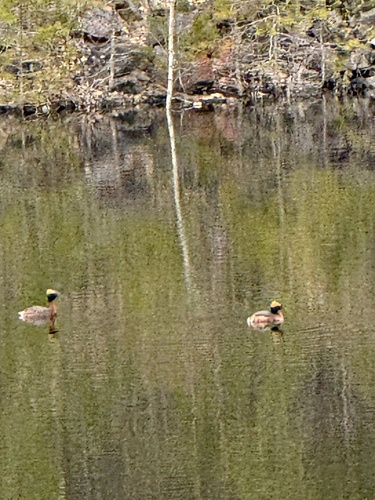 Horned Grebe