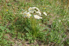 Taraxacum arcticum