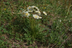 Taraxacum arcticum