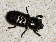 Aulacocyclus edentulus