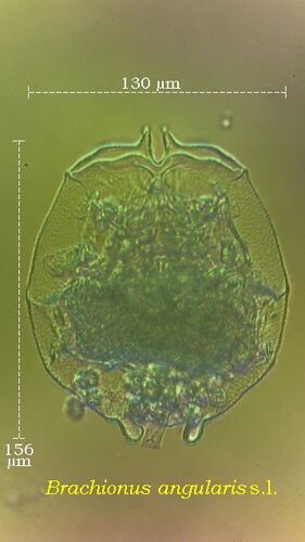 Brachionus angularis