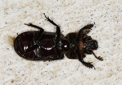 Aulacocyclus edentulus