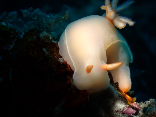 Hypselodoris bullockii