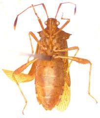 Zicca rubricator