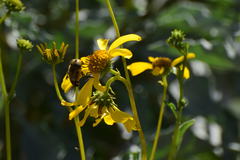 Copestylum apiciferum