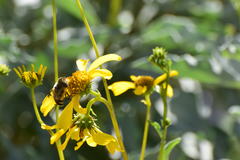 Copestylum apiciferum