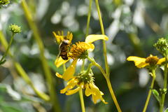 Copestylum apiciferum