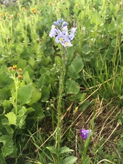Veronica gentianoides