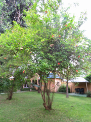 Punica granatum