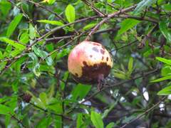 Punica granatum