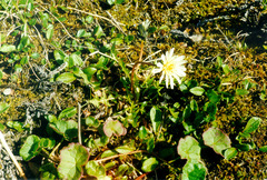 Taraxacum arcticum