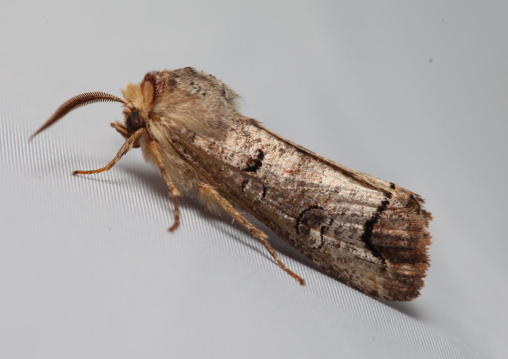 Pseudopanolis heterogyna