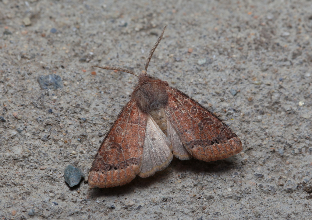 Harutaeographa stenoptera
