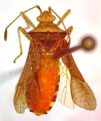 Zicca taeniola