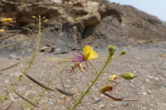 Cleome suffruticosa