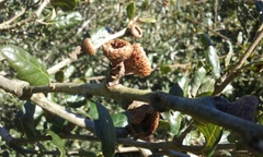 Quercus agrifolia agrifolia