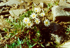 Taraxacum arcticum