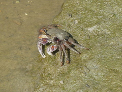 Goniopsis pelii